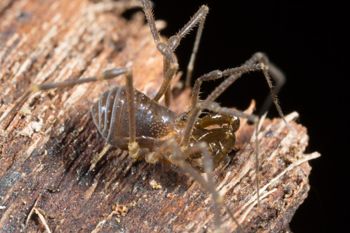 Media type: image; Invertebrate Zoology 143231